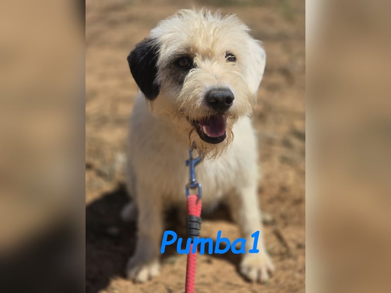 Pumba1 03/2024 (ESP) - sanfter, kleiner Wuschel sucht Menschen mit Empathie und Geduld!
