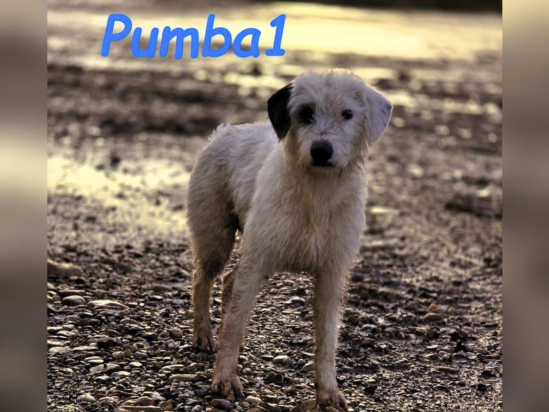 Pumba1 03/2024 (ESP) - sanfter, kleiner Wuschel sucht Menschen mit Empathie und Geduld!