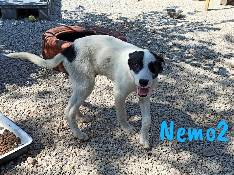 Nemo2 03/2023 (GRC) - ruhiger, ausgeglichener und verträglicher Junghund!