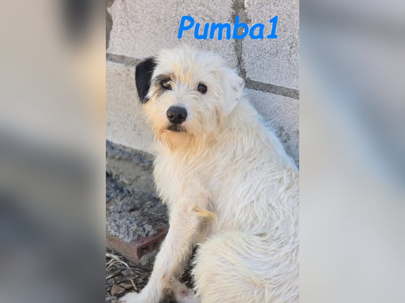 Pumba1 03/2024 (ESP) - sanfter, kleiner Wuschel sucht Menschen mit Empathie und Geduld!