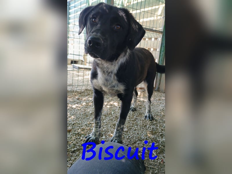 Biscuit geb. 08/2024 (GRC) - verspielter und verschmuster, ausgeglichener Junghund!