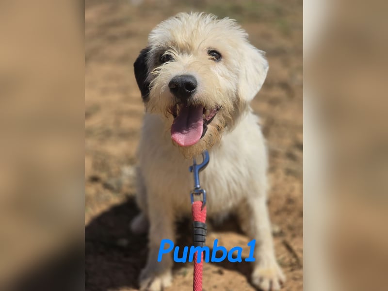 Pumba1 03/2024 (ESP) - sanfter, kleiner Wuschel sucht Menschen mit Empathie und Geduld!