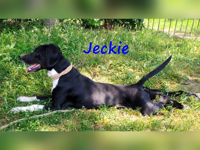 Jeckie geb. ca. 01/2021 (GRC) - ausgeglichener, lieber und wunderschöner Rüde!