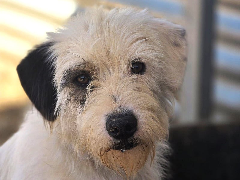 Pumba1 03/2024 (ESP) - sanfter, kleiner Wuschel sucht Menschen mit Empathie und Geduld!