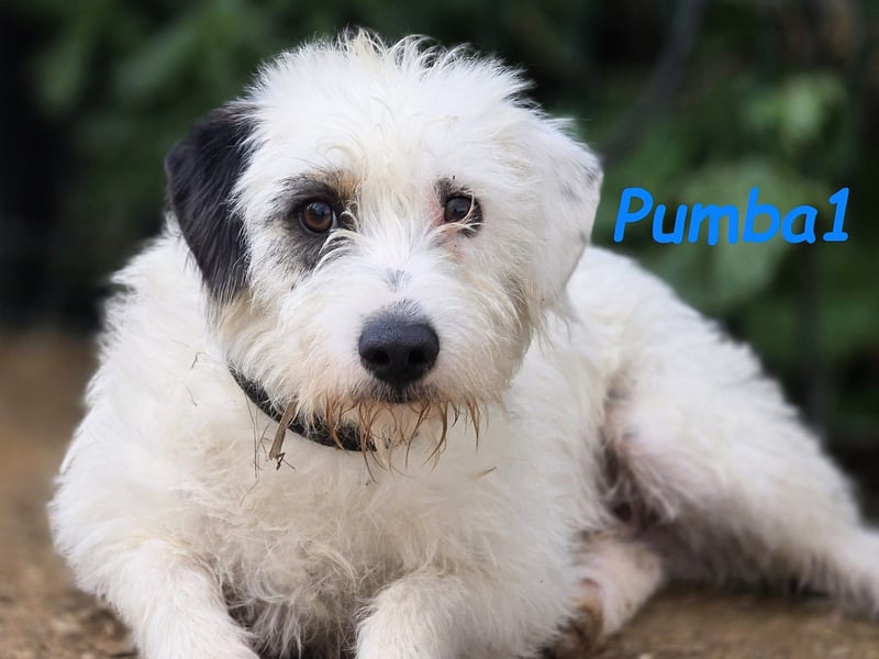 Pumba1 03/2024 (ESP) - sanfter, kleiner Wuschel sucht Menschen mit Empathie und Geduld!