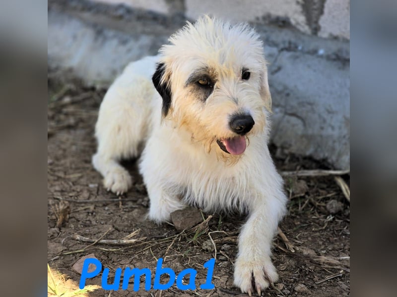 Pumba1 03/2024 (ESP) - sanfter, kleiner Wuschel sucht Menschen mit Empathie und Geduld!