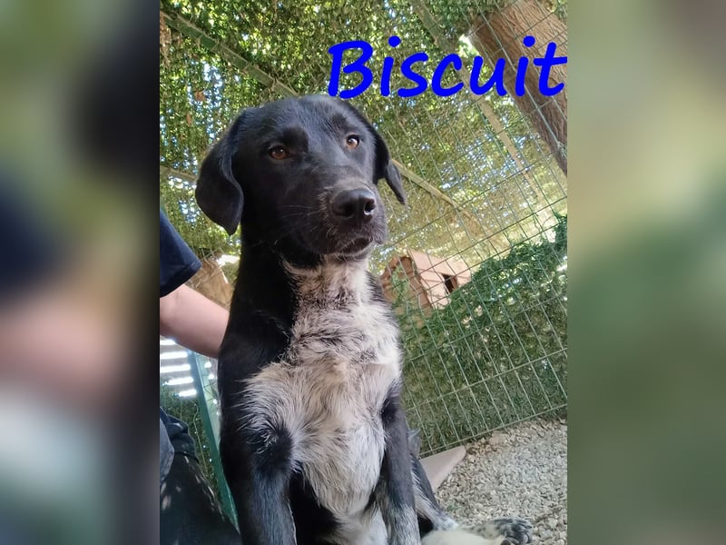 Biscuit geb. 08/2024 (GRC) - verspielter und verschmuster, ausgeglichener Junghund!