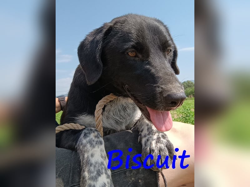 Biscuit geb. 08/2024 (GRC) - verspielter und verschmuster, ausgeglichener Junghund!