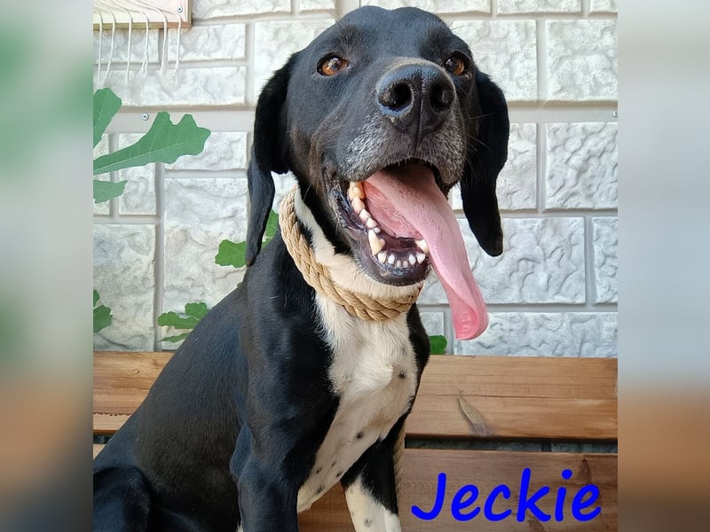 Jeckie geb. ca. 01/2021 (GRC) - ausgeglichener, lieber und wunderschöner Rüde!