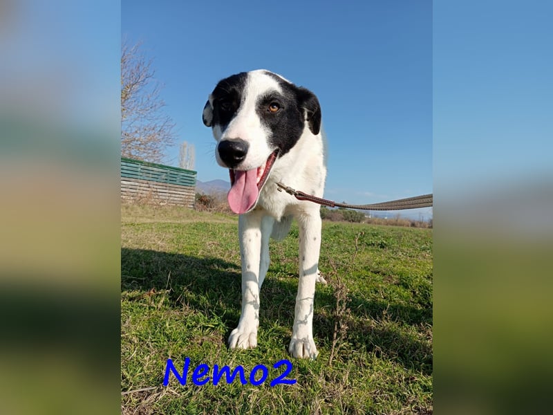 Nemo2 03/2023 (GRC) - ruhiger, ausgeglichener und verträglicher Junghund!
