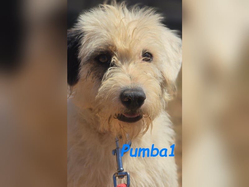 Pumba1 03/2024 (ESP) - sanfter, kleiner Wuschel sucht Menschen mit Empathie und Geduld!