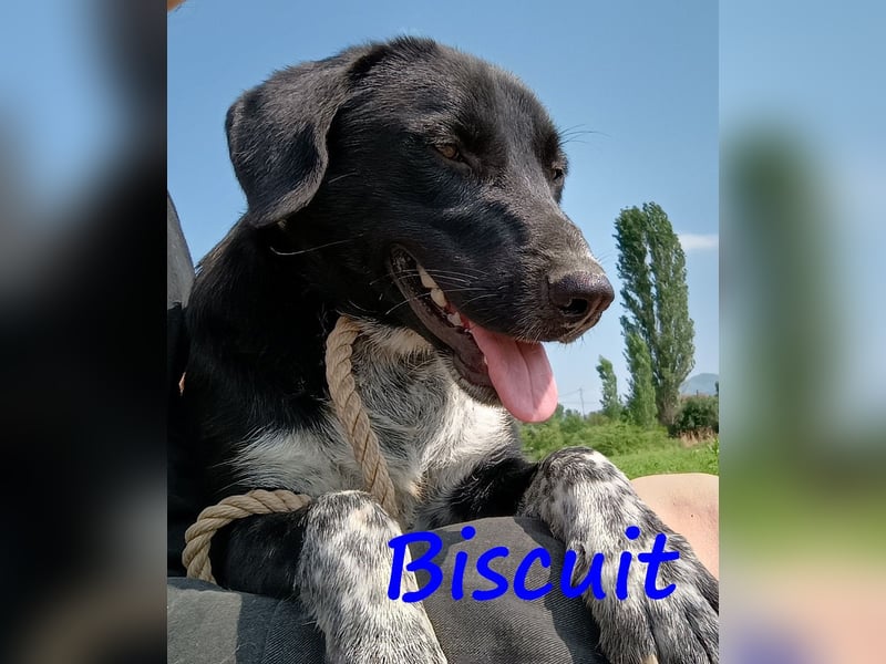 Biscuit geb. 08/2024 (GRC) - verspielter und verschmuster, ausgeglichener Junghund!