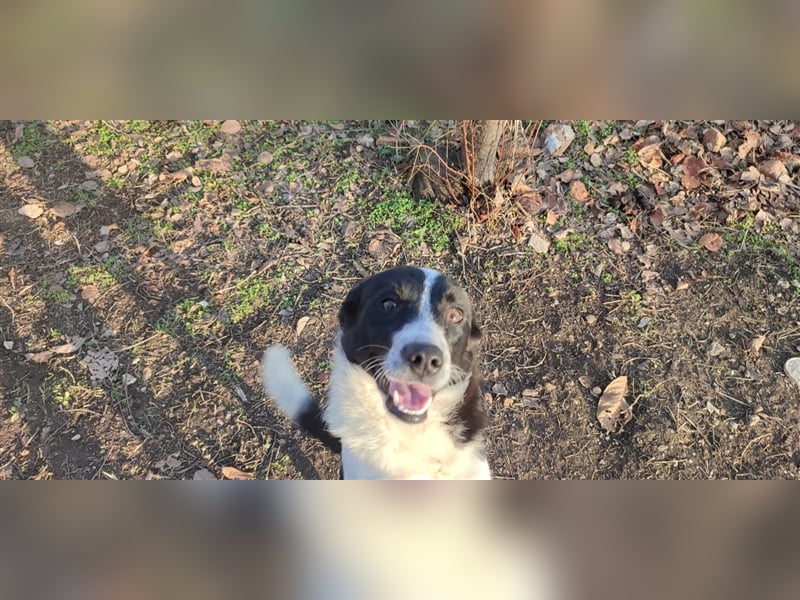 Smokey - Knopfaugen zum Verlieben