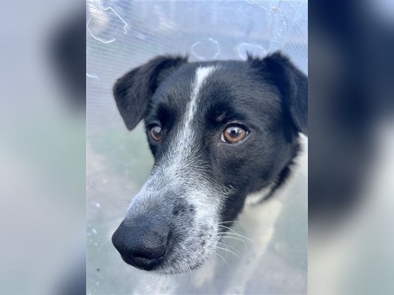 Smokey - Knopfaugen zum Verlieben