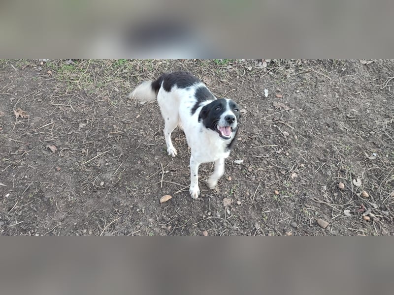 Smokey - Knopfaugen zum Verlieben