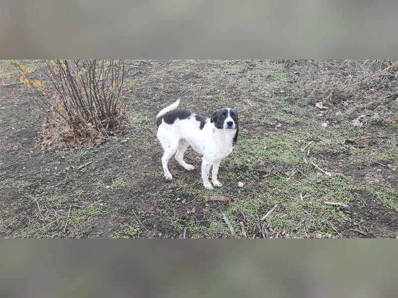 Smokey - Knopfaugen zum Verlieben