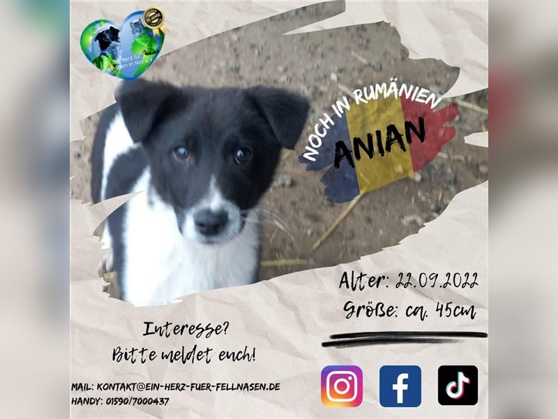Unser niedlicher Anian