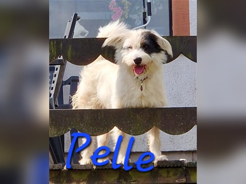 Unser cooler Pelle
