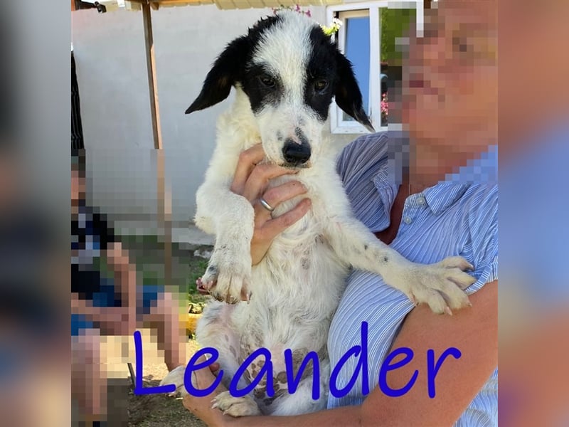 Unser schöner Leander