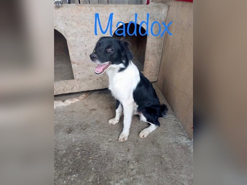 Unser toller Maddox