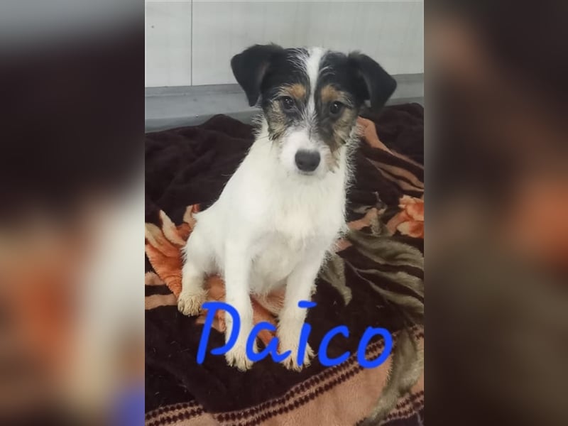 Unser zauberhafter Daico