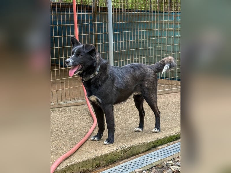 Freundlicher LEWI ist ein absoluter Gute-Laune-Hund
