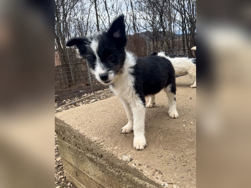 Neugieriger EDISON ist verspielt und liebt kuscheln