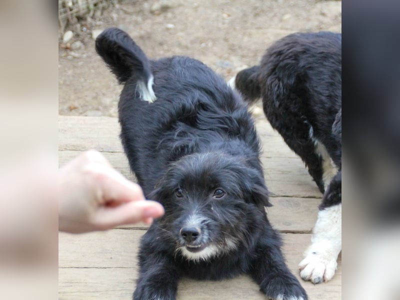 Verspielter TESLA - Traumbub mit dem Potential zum Herzenshund