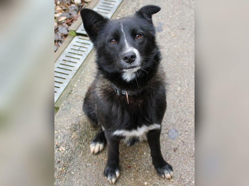 Charmanter LEWI ist ein lustiger und freundlicher Hundebub