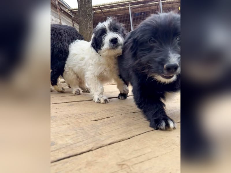 Herziger KELVIN sucht Kuschelpartner fürs Leben