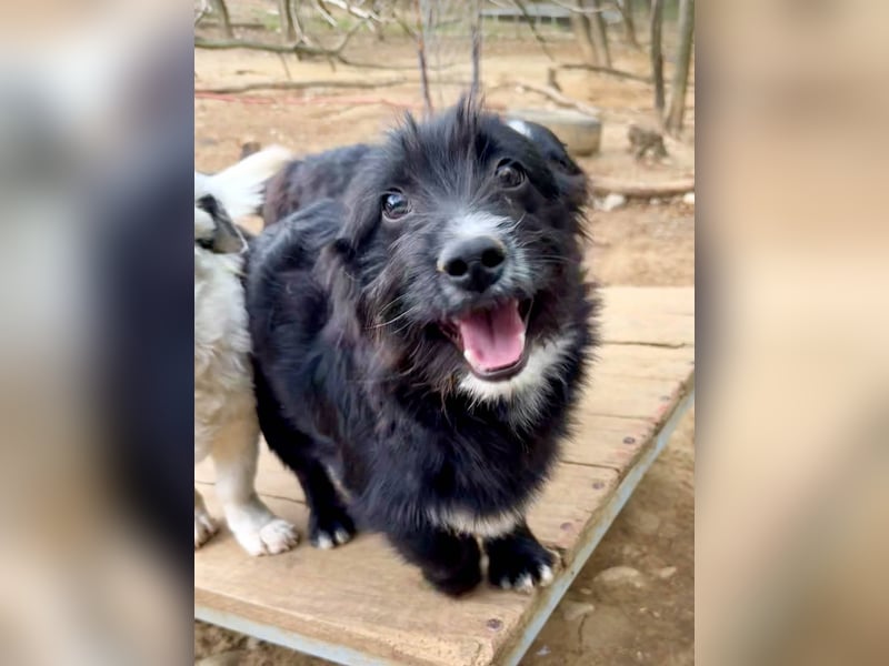 Verspielter TESLA - Traumbub mit dem Potential zum Herzenshund