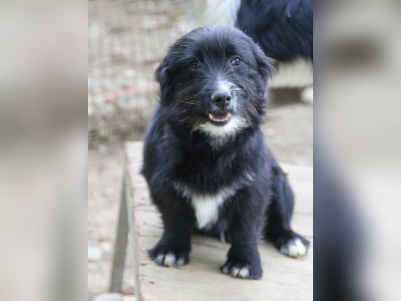 Verspielter TESLA - Traumbub mit dem Potential zum Herzenshund
