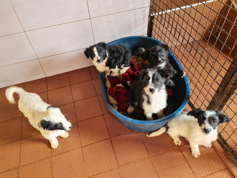 Neugieriger EDISON ist verspielt und liebt kuscheln