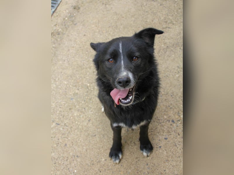 Freundlicher LEWI ist ein absoluter Gute-Laune-Hund