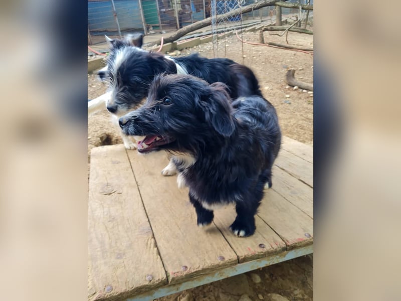 Verspielter TESLA - Traumbub mit dem Potential zum Herzenshund
