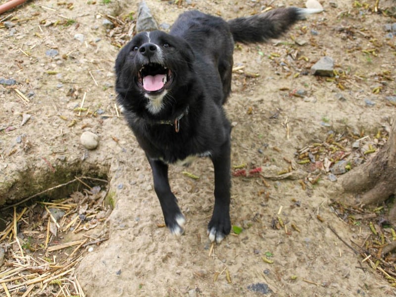 Freundlicher LEWI ist ein absoluter Gute-Laune-Hund