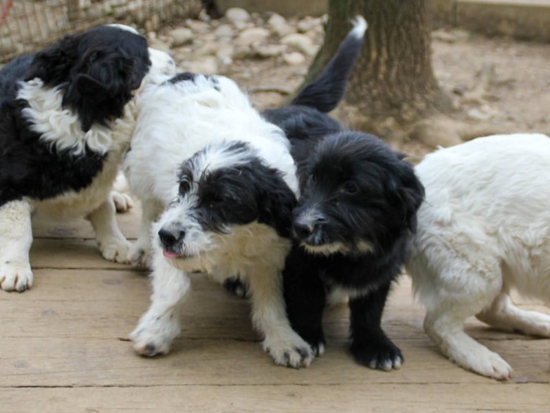 Verspielter TESLA - Traumbub mit dem Potential zum Herzenshund