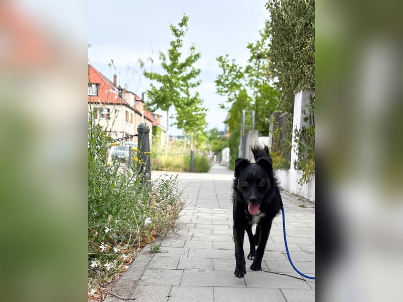 Freundlicher ELVIS möchte dich um seine hübschen Pfoten wickeln