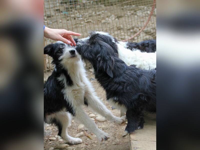 Verspielter TESLA - Traumbub mit dem Potential zum Herzenshund