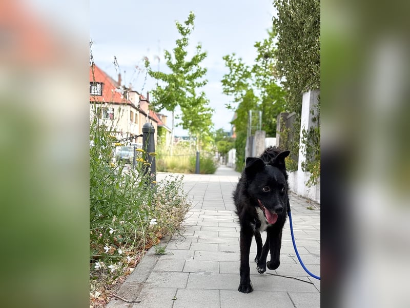 Freundlicher ELVIS möchte dich um seine hübschen Pfoten wickeln