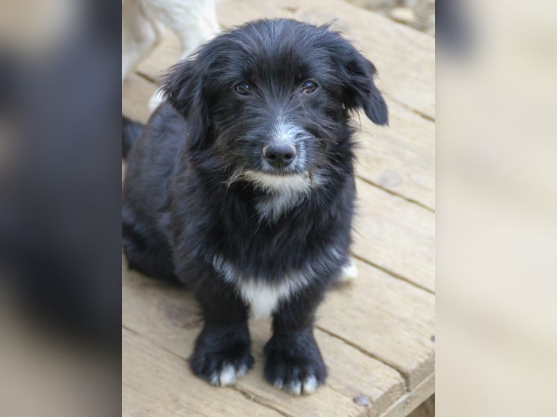 Herziger TESLA sucht Kuschelpartner fürs Leben