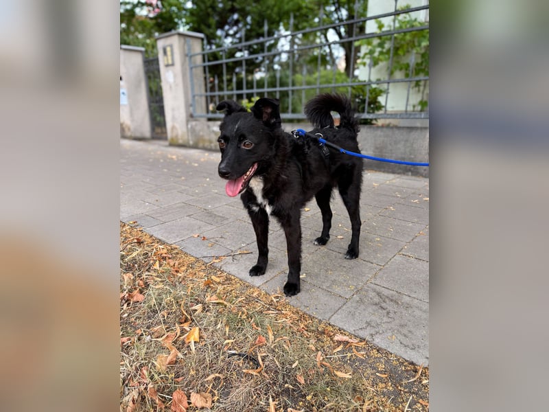 Freundlicher ELVIS möchte dich um seine hübschen Pfoten wickeln