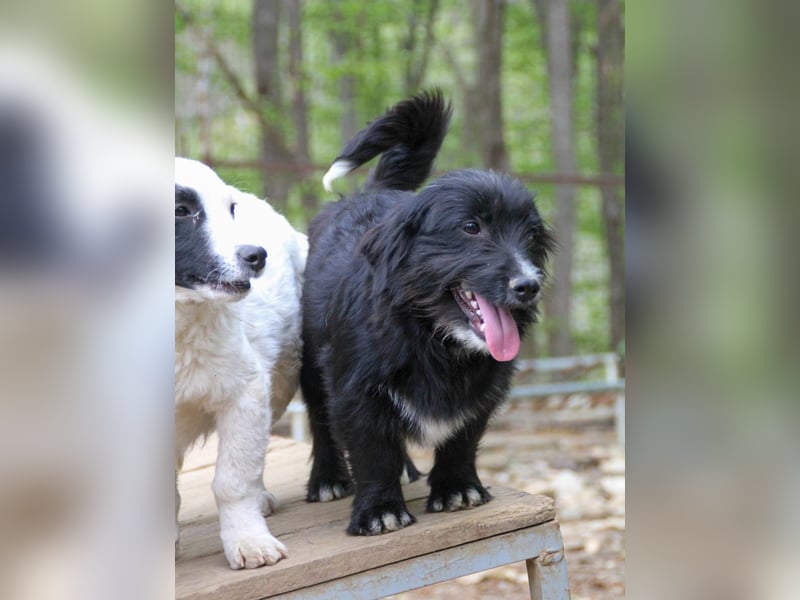 Verspielter TESLA - Traumbub mit dem Potential zum Herzenshund
