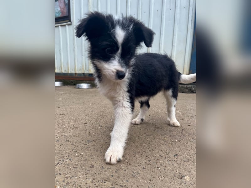 Neugieriger EDISON ist verspielt und liebt kuscheln