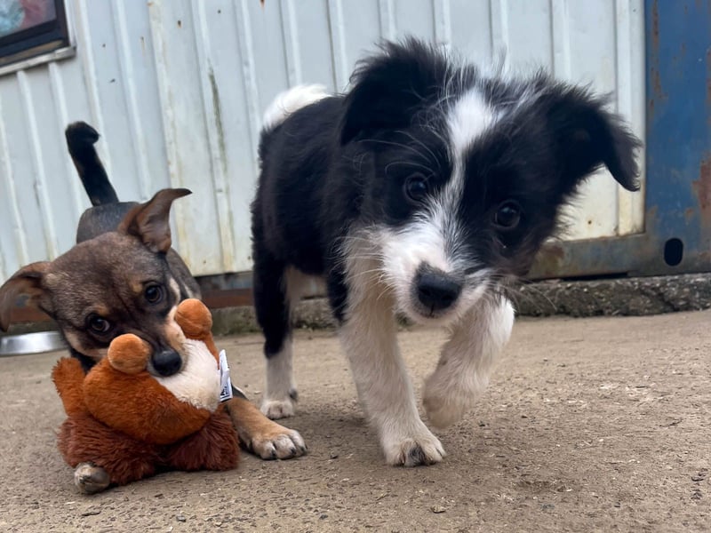 Neugieriger EDISON ist verspielt und liebt kuscheln