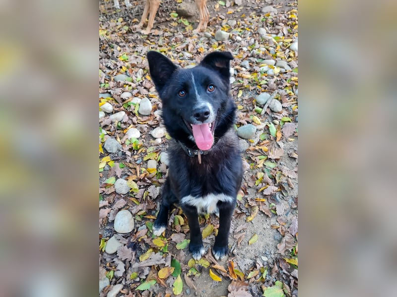 Zauberhafter LEWI - Herzenshund, Knutschkugel und Zuckerbub