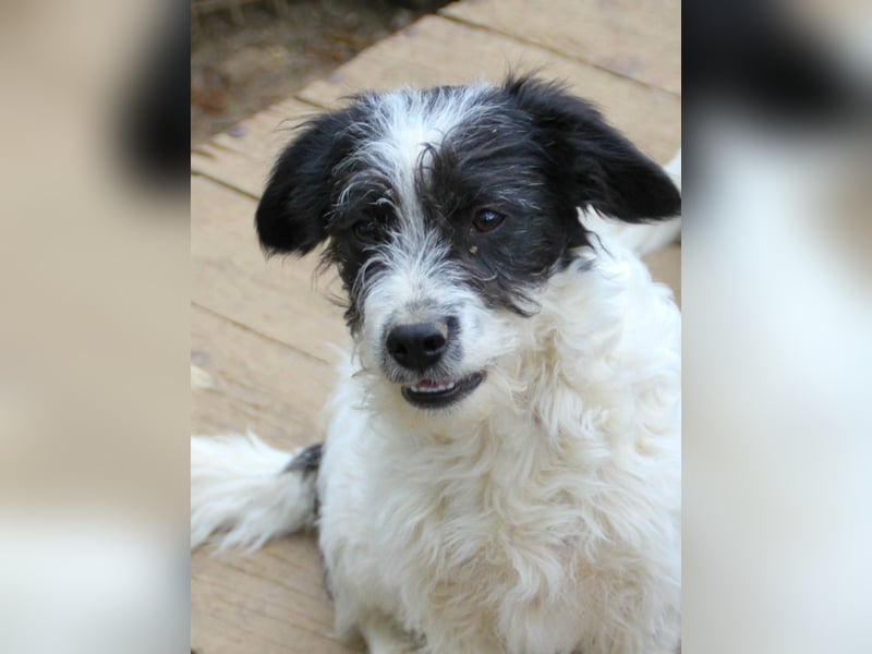 Herziger KELVIN sucht Kuschelpartner fürs Leben