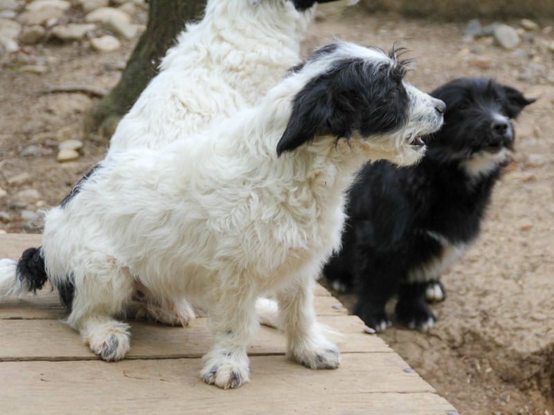 Herziger KELVIN sucht Kuschelpartner fürs Leben