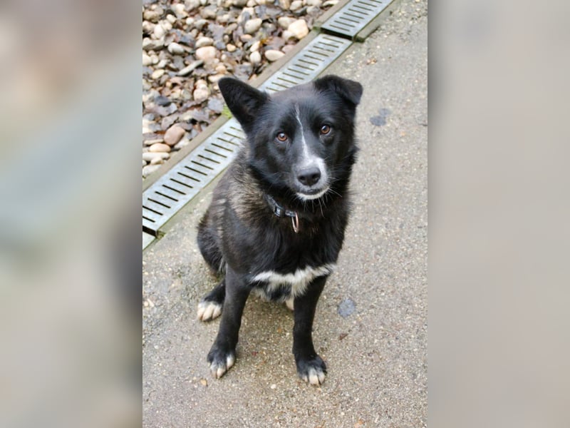 Freundlicher LEWI ist ein absoluter Gute-Laune-Hund