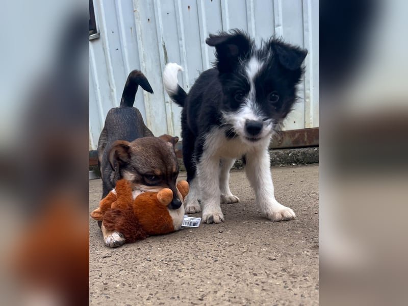 Neugieriger EDISON ist verspielt und liebt kuscheln